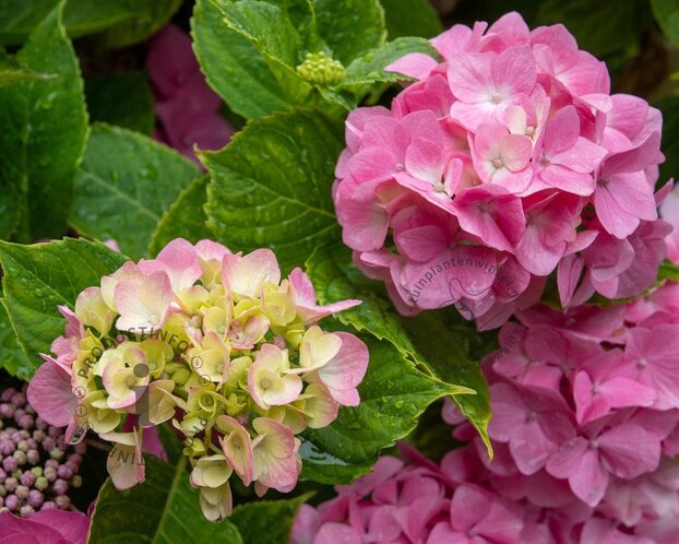 Hydrangea macrophylla 'Roze' - XL