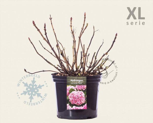 Hydrangea macrophylla 'Roze' - XL
