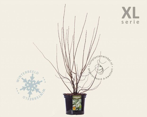 Amelanchier lamarckii - XL