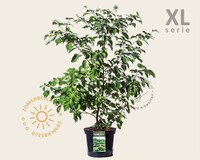 Cornus controversa - XL