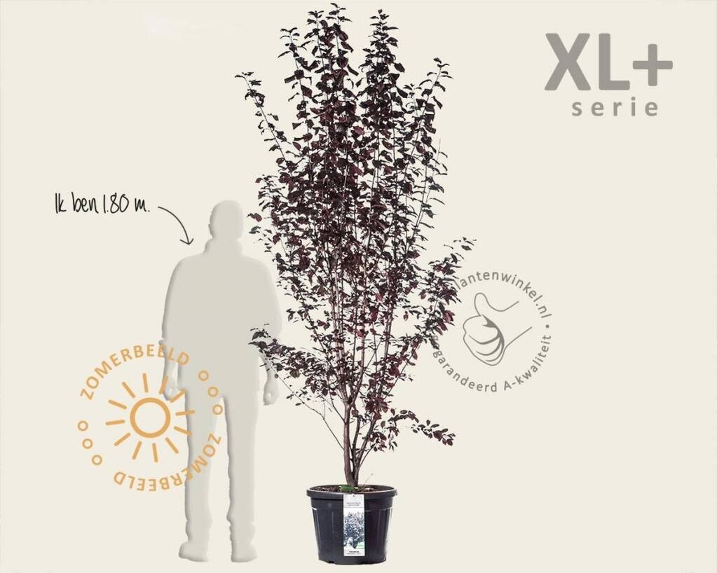 Prunus cerasifera 'Nigra' - XL+