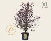Prunus cistena - XL