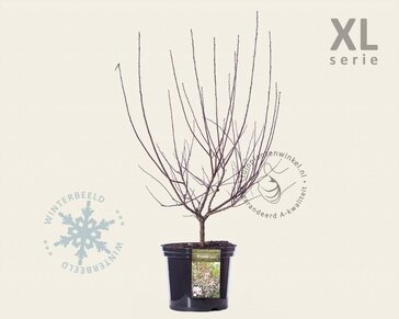 Prunus cistena - XL