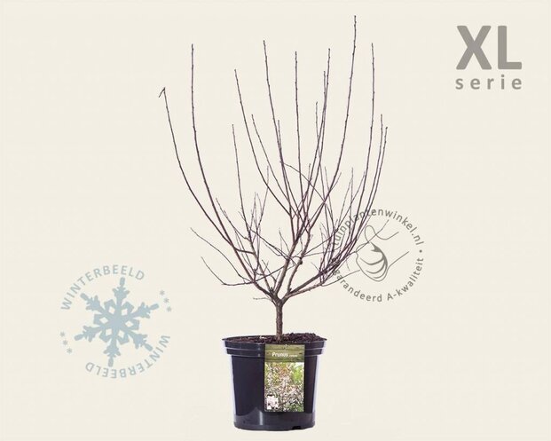 Prunus cistena - XL