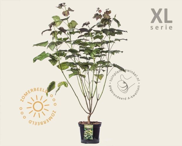 Catalpa erubescens 'Purpurea' - XL