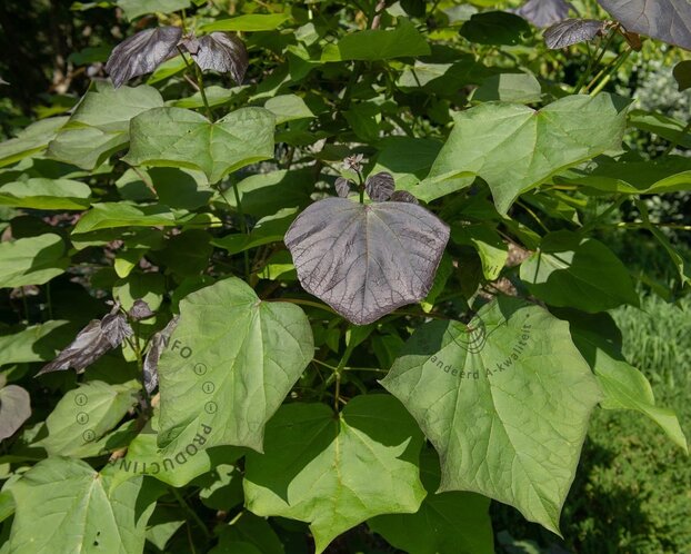 Catalpa erubescens 'Purpurea' - XL
