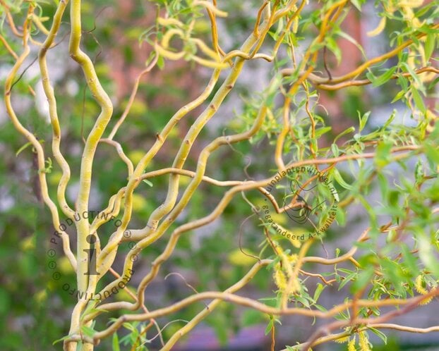 Salix babylonica 'Tortuosa' - XL