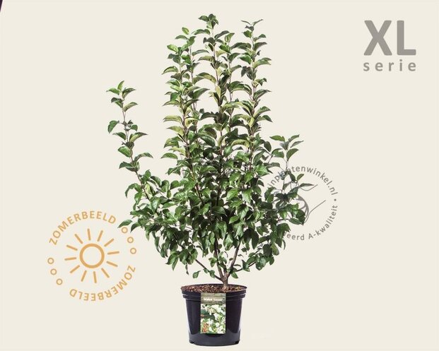 Malus 'Evereste' - XL