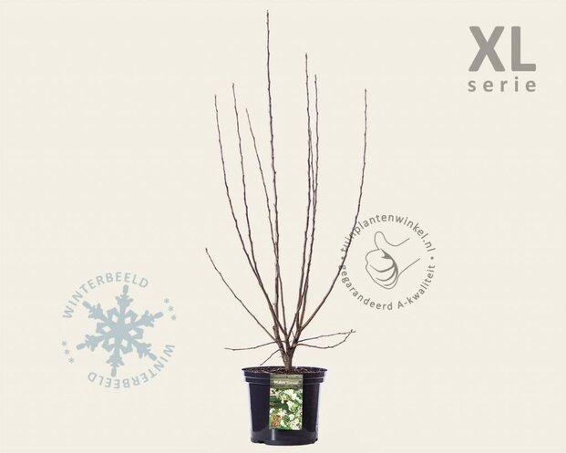 Malus 'Evereste' - XL