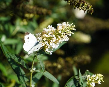 Buddleja davidii 'White Chip' - XL