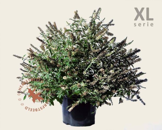 Buddleja davidii 'White Chip' - XL