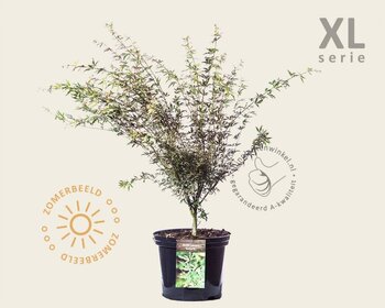 Acer palmatum 'Butterfly' - XL