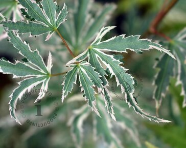 Acer palmatum 'Butterfly' - XL