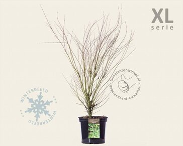 Acer palmatum 'Butterfly' - XL