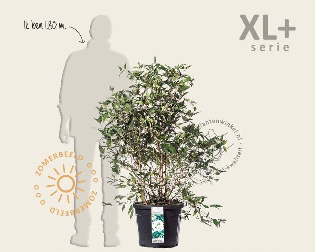 Viburnum plicatum 'Watanabe' - XL+