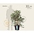 Viburnum plicatum 'Watanabe' - XL+