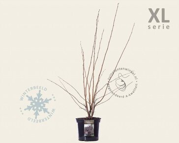 Corylus maxima 'Purpurea' - XL