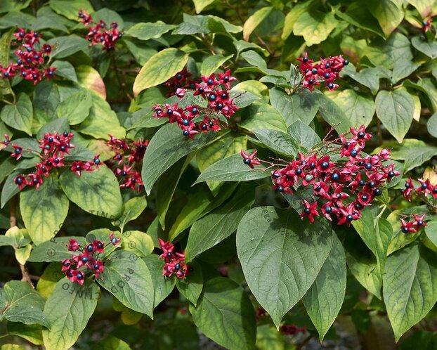 Clerodendrum trichotomum - XL