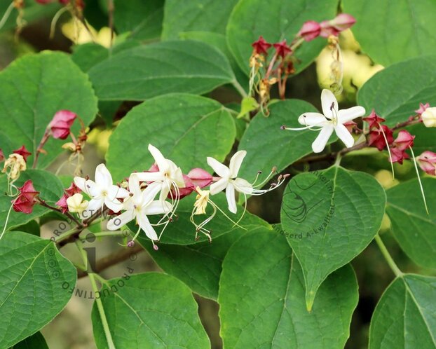 Clerodendrum trichotomum - XL