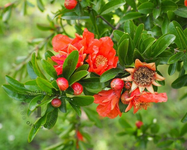 Punica granatum - halfstam