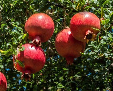Punica granatum - halfstam