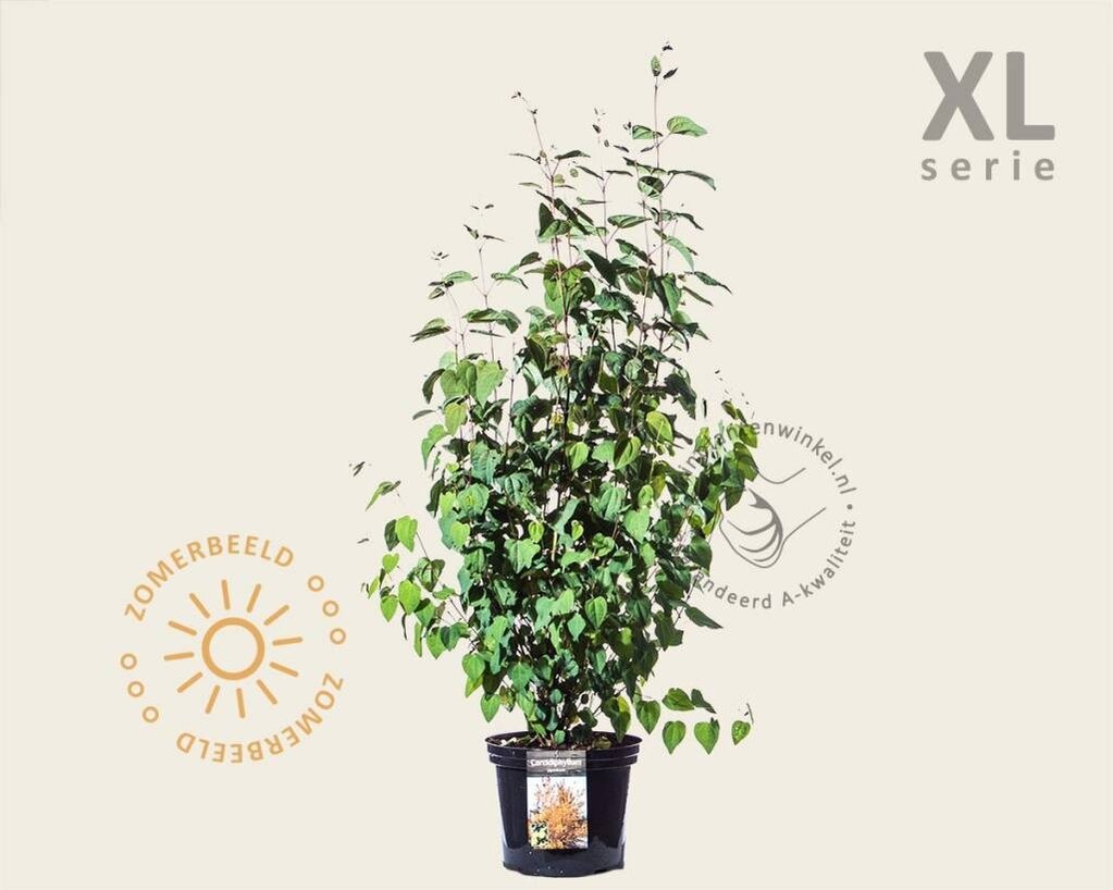 Cercidiphyllum japonicum - XL