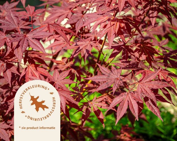 Acer palmatum - XL+