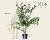 Prunus serrulata 'Kanzan' - XL+