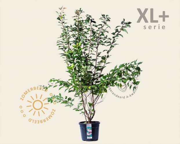 Prunus serrulata 'Kanzan' - XL+
