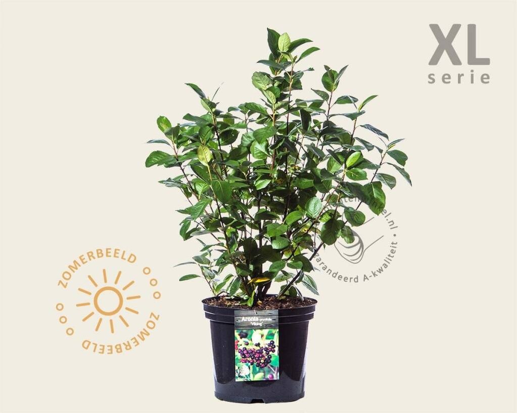 Aronia prunifolia 'Viking' - XL