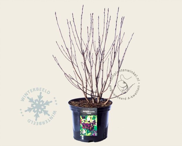 Aronia prunifolia 'Viking' - XL