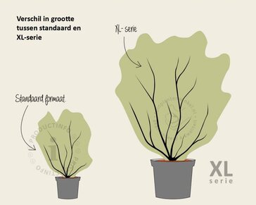 Aronia prunifolia 'Viking' - XL