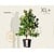 Cornus florida 'Cherokee Chief' - XL+