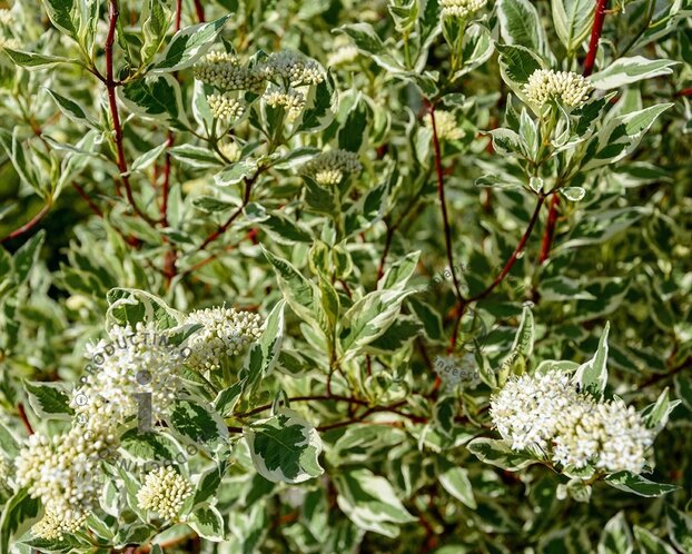 Cornus alba 'Elegantissima' - XL