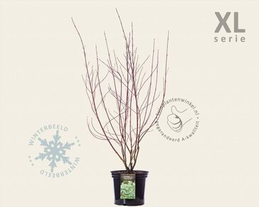 Cornus alba 'Elegantissima' - XL