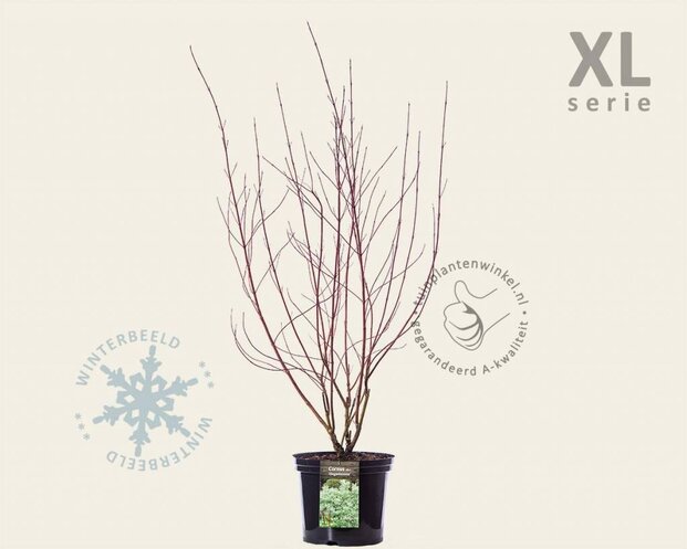 Cornus alba 'Elegantissima' - XL