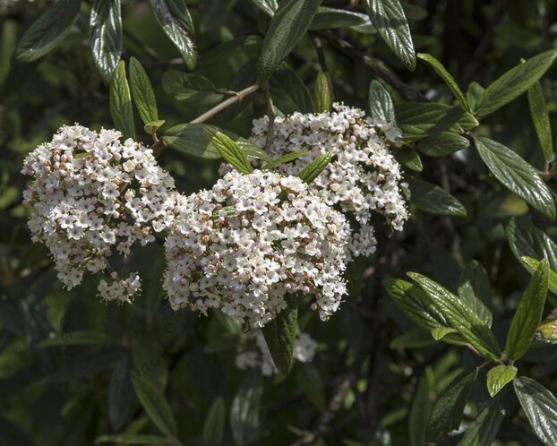 Viburnum 'Pragense' - XL