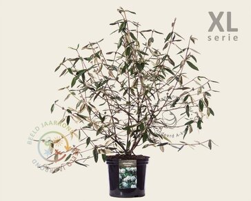 Viburnum 'Pragense' - XL