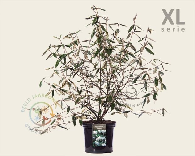 Viburnum 'Pragense' - XL