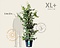 Parrotia persica - XL+ Foto 1