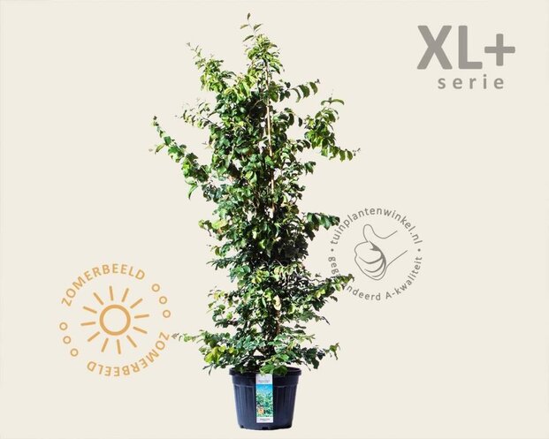 Parrotia persica - XL+