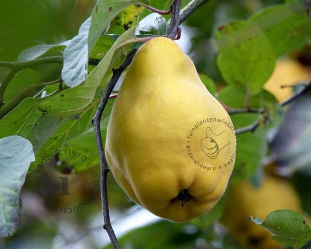 Cydonia oblonga 'Vranja'