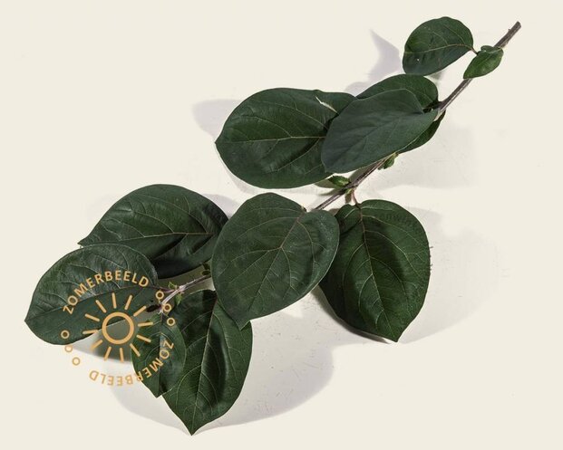 Cydonia oblonga 'Vranja'