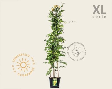 Campsis radicans 'Flava' - XL