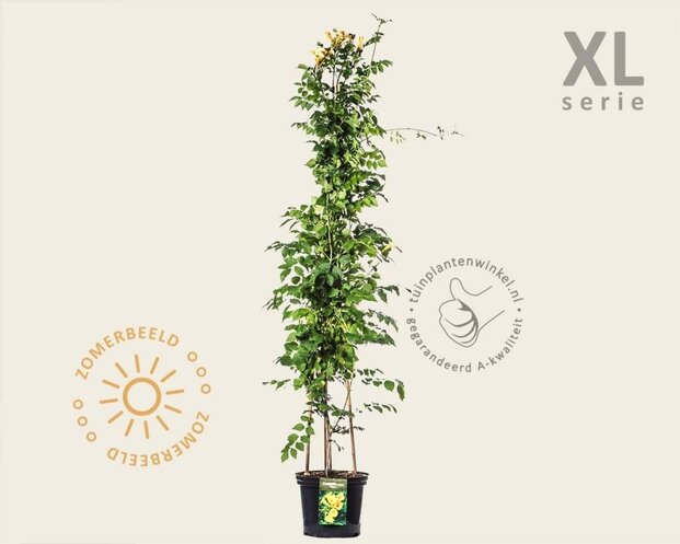 Campsis radicans 'Flava' - XL