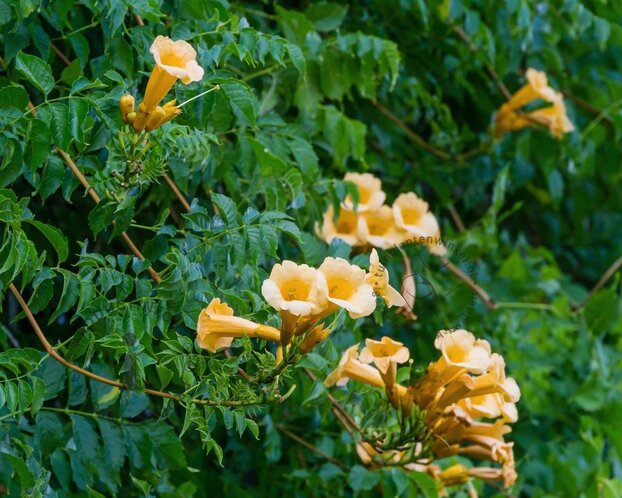 Campsis radicans 'Flava' - XL