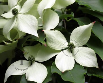Cornus kousa - XL+