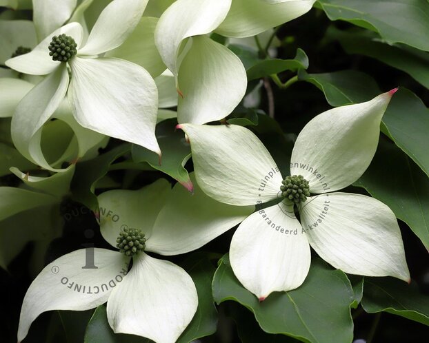 Cornus kousa - XL+
