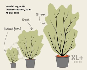 Cornus kousa - XL+