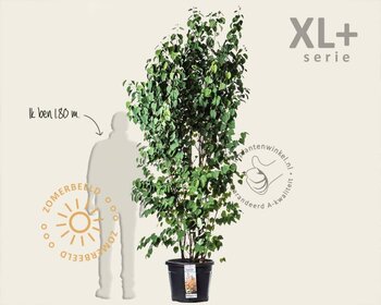 Cercidiphyllum japonicum - XL+